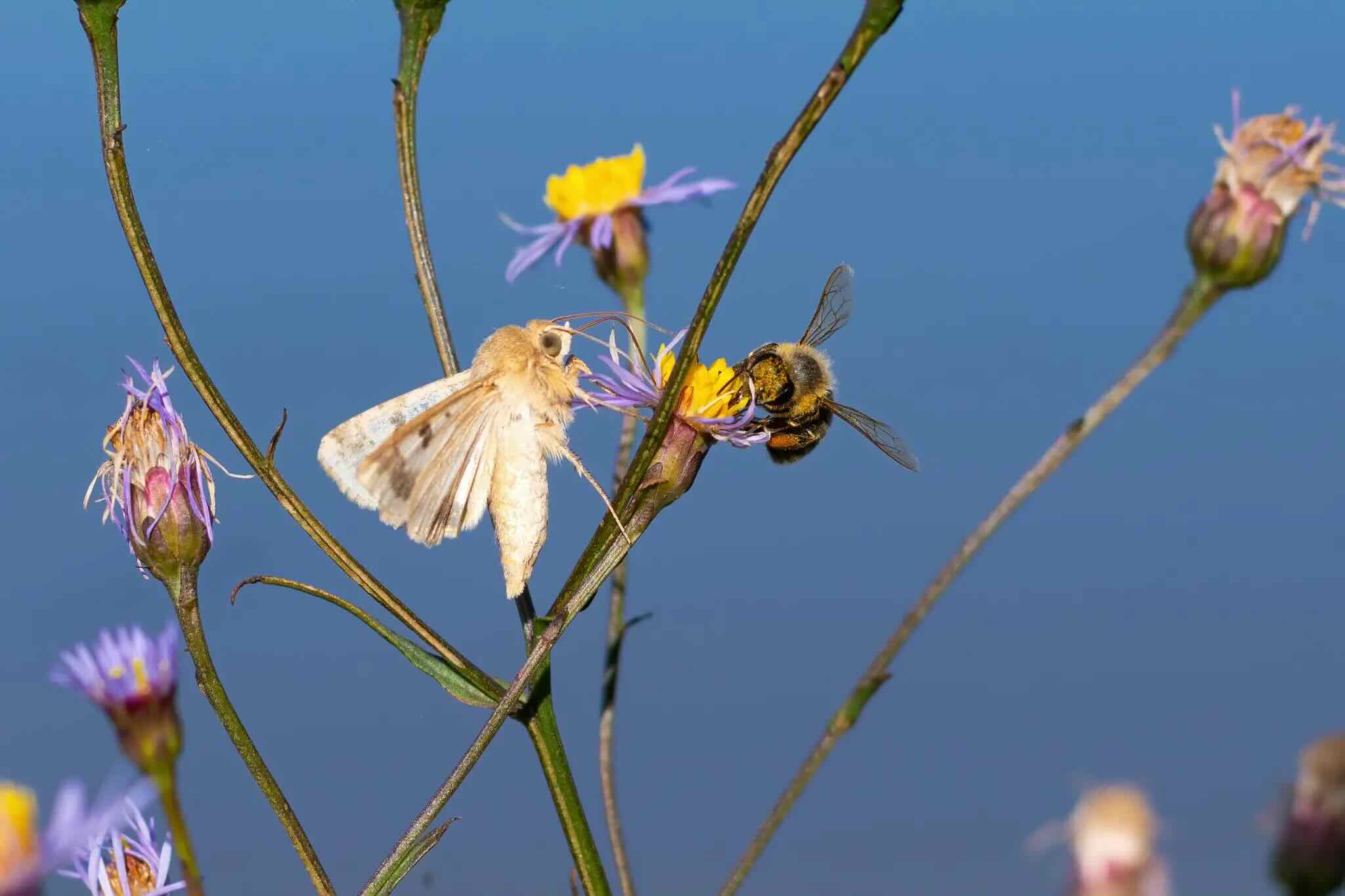 bee