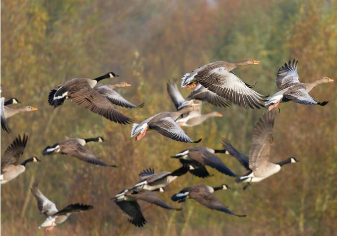 birds migrating