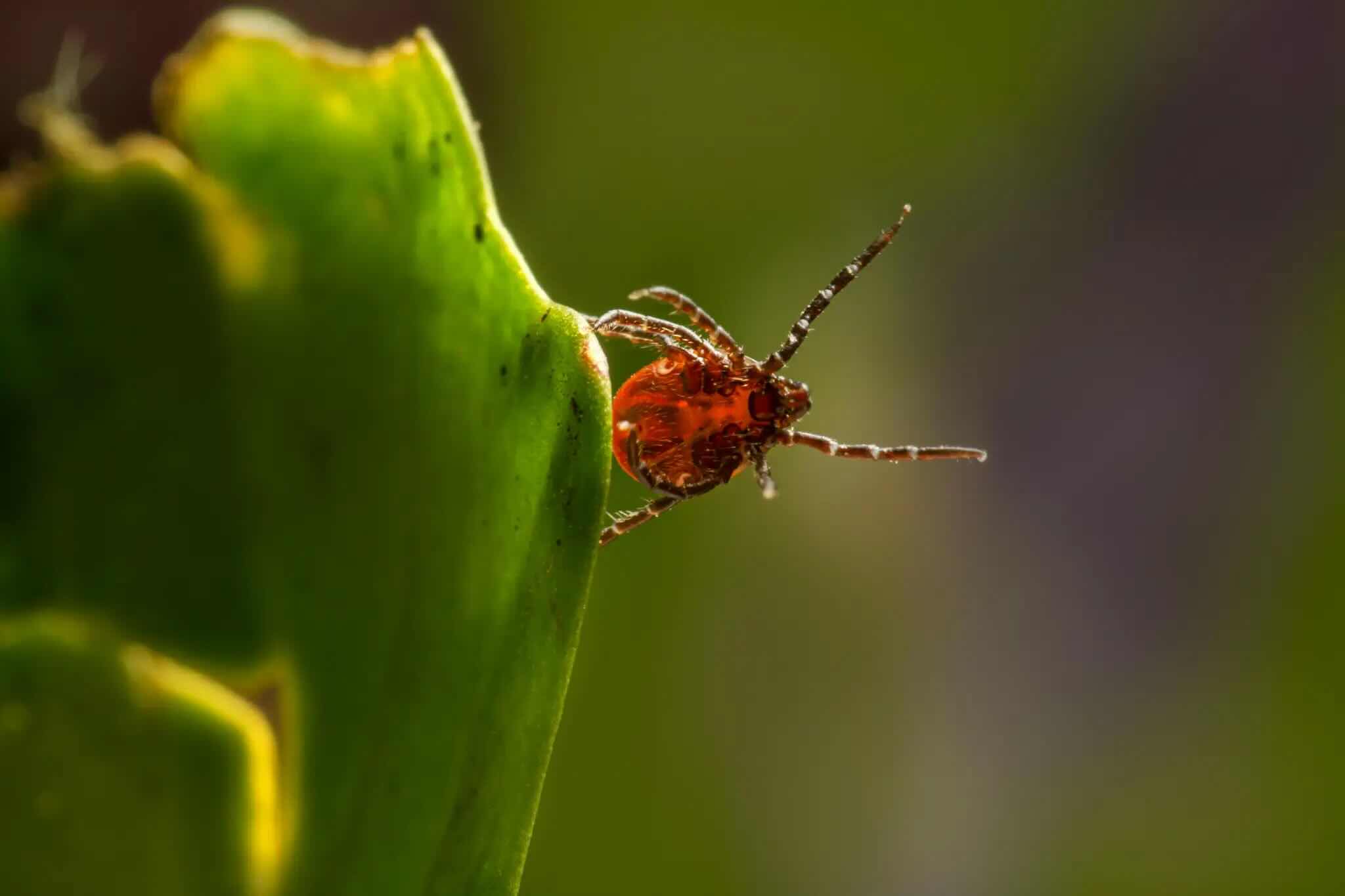 tick