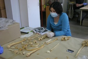 One of the anthropology students consults the Human Bone Book while working on a partial skeleton. One of the anthropology students consults the Human Bone Book while working on a partial skeleton.